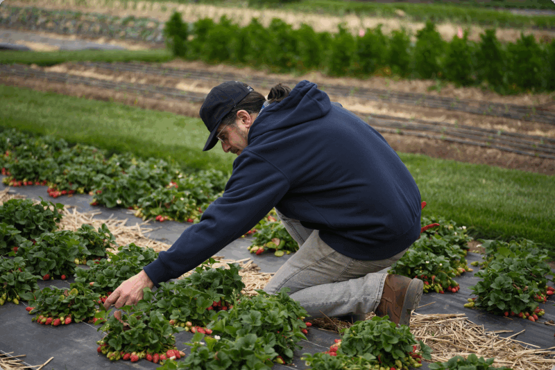 TFL estate gardener James Costello harvesting radishes.