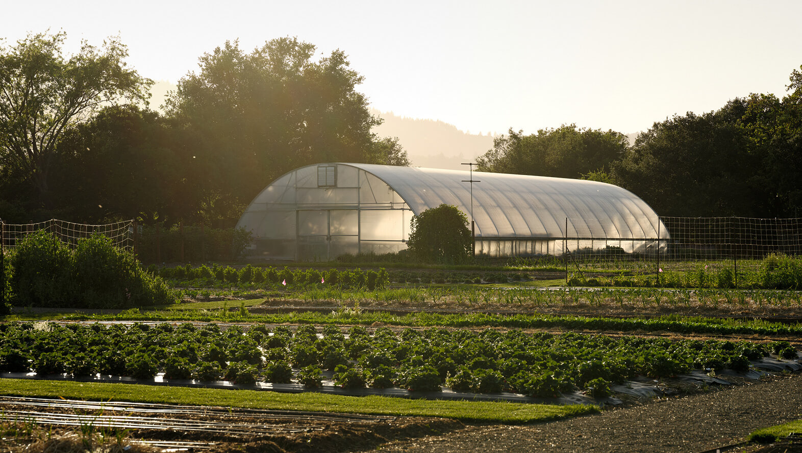Cover Image for A Look Behind the Scenes of The French Laundry Culinary Garden